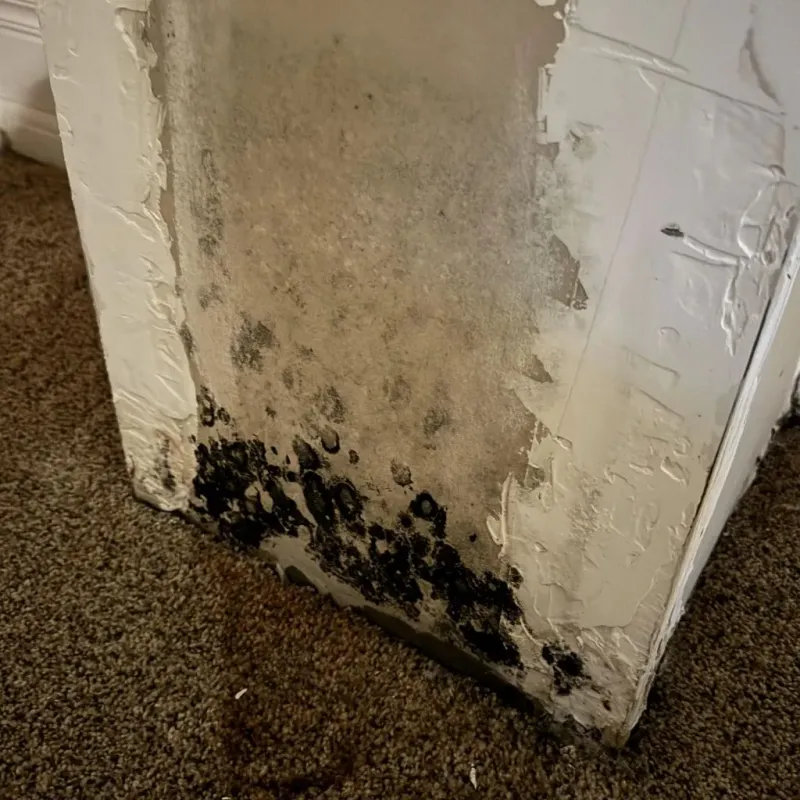 Professional Mold Removal in Minnetonka, MN